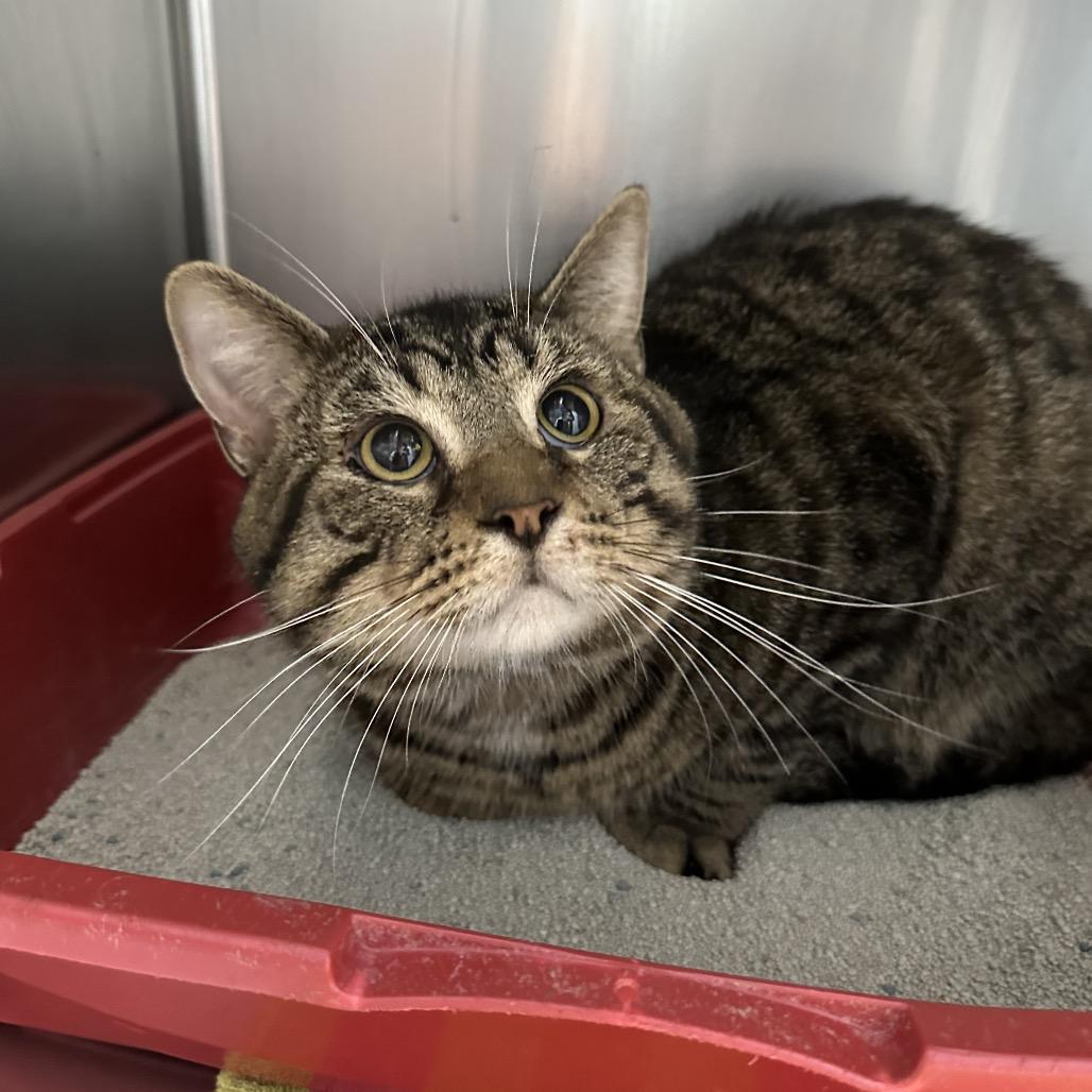 Enlarge Peter, a Adoptable Domestic Short Hair in Clinton, IL image 3/3