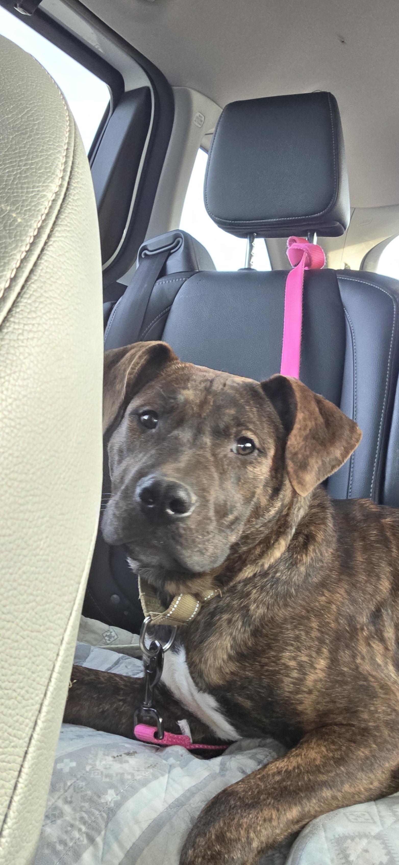 Enlarge Copper, an adoptable mixed breed in Evansville, IN image 1/2