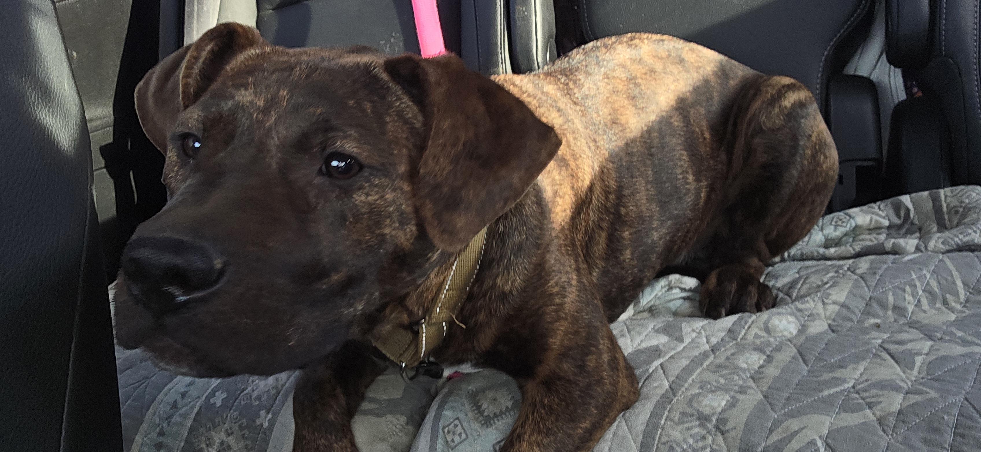 Enlarge Copper, an adoptable mixed breed in Evansville, IN image 2/2