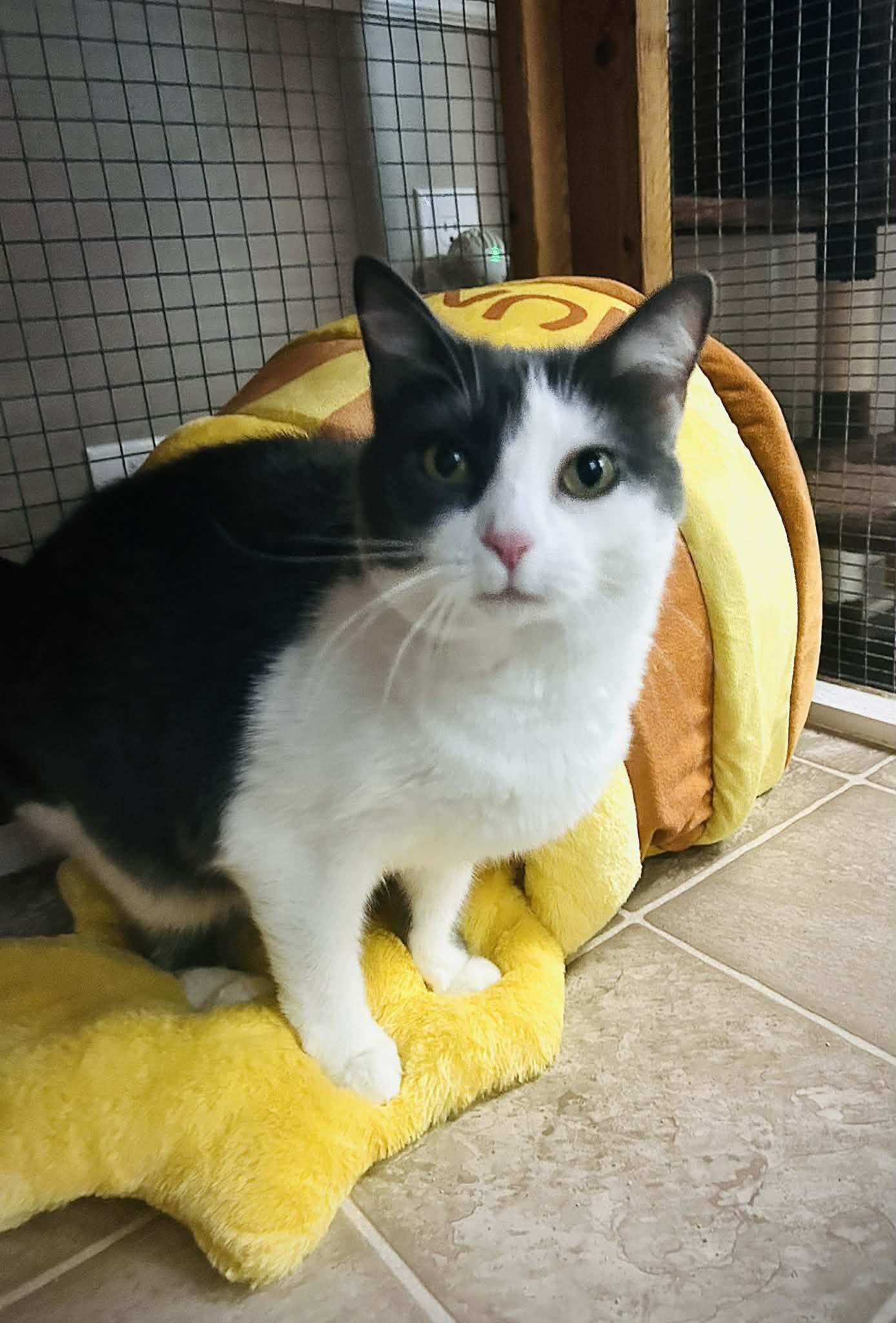 Enlarge Tippy, a Adoptable Domestic Short Hair in Gettysburg, PA image 3/3