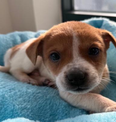 Colt, ADOPTABLE, Puppy Male Mixed Breed.