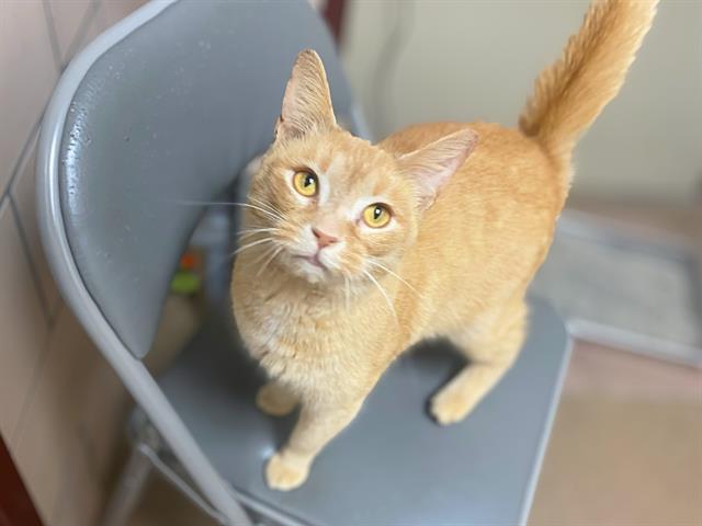 Enlarge DREAMY, a Adoptable Domestic Short Hair in Fort Wayne, IN image 1/1