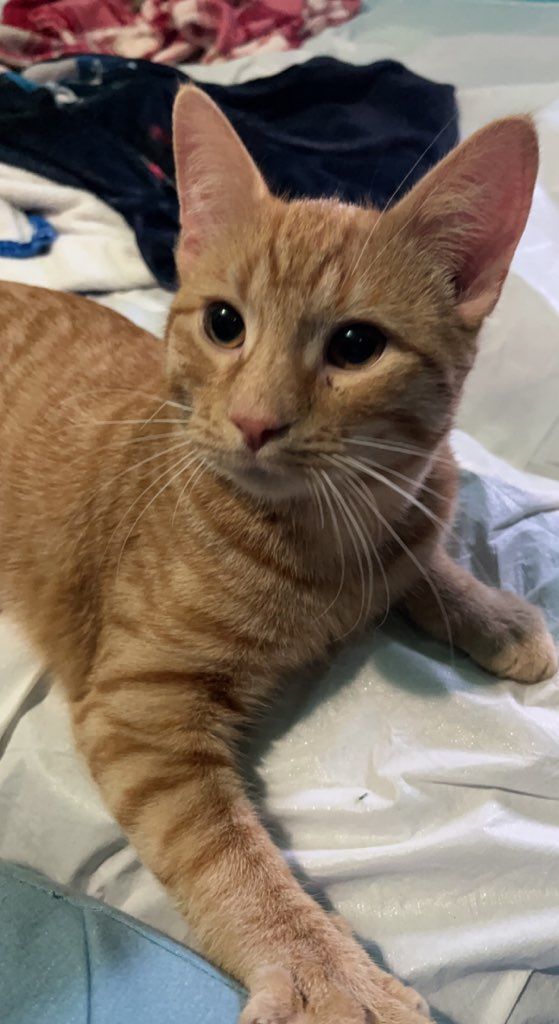 Ferb, Adoptable, Adult Male Tiger.