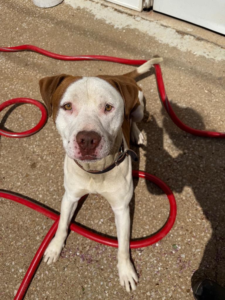 Enlarge Cassidy, a Adoptable Pit Bull Terrier in Lawrenceburg, TN image 1/6