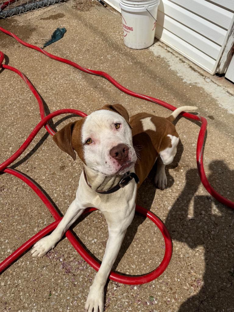 Enlarge Cassidy, a Adoptable Pit Bull Terrier in Lawrenceburg, TN image 2/6