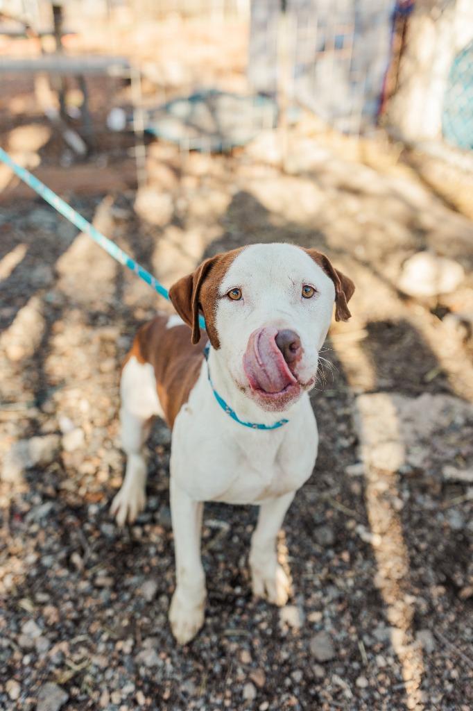 Enlarge Cassidy, a Adoptable Pit Bull Terrier in Lawrenceburg, TN image 3/6