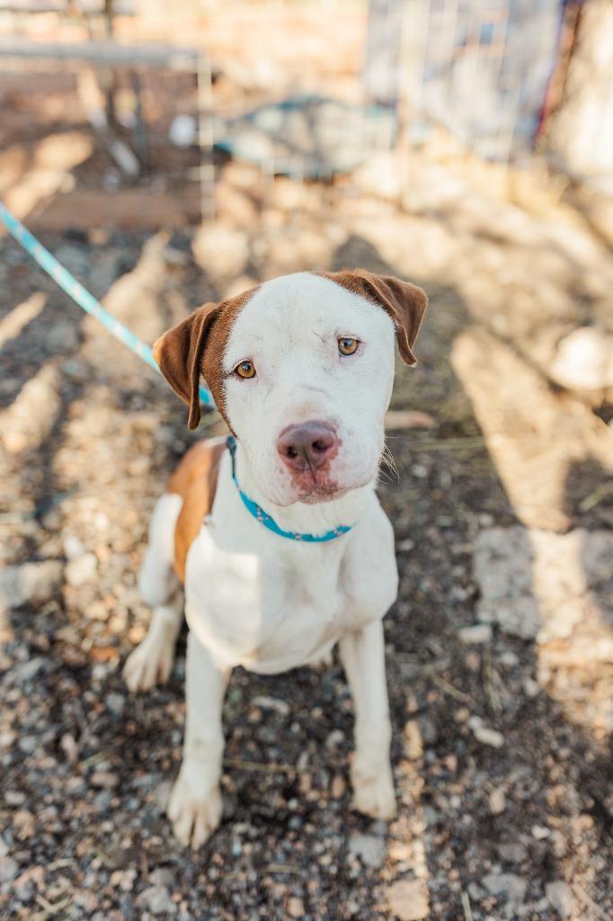 Enlarge Cassidy, a Adoptable Pit Bull Terrier in Lawrenceburg, TN image 5/6