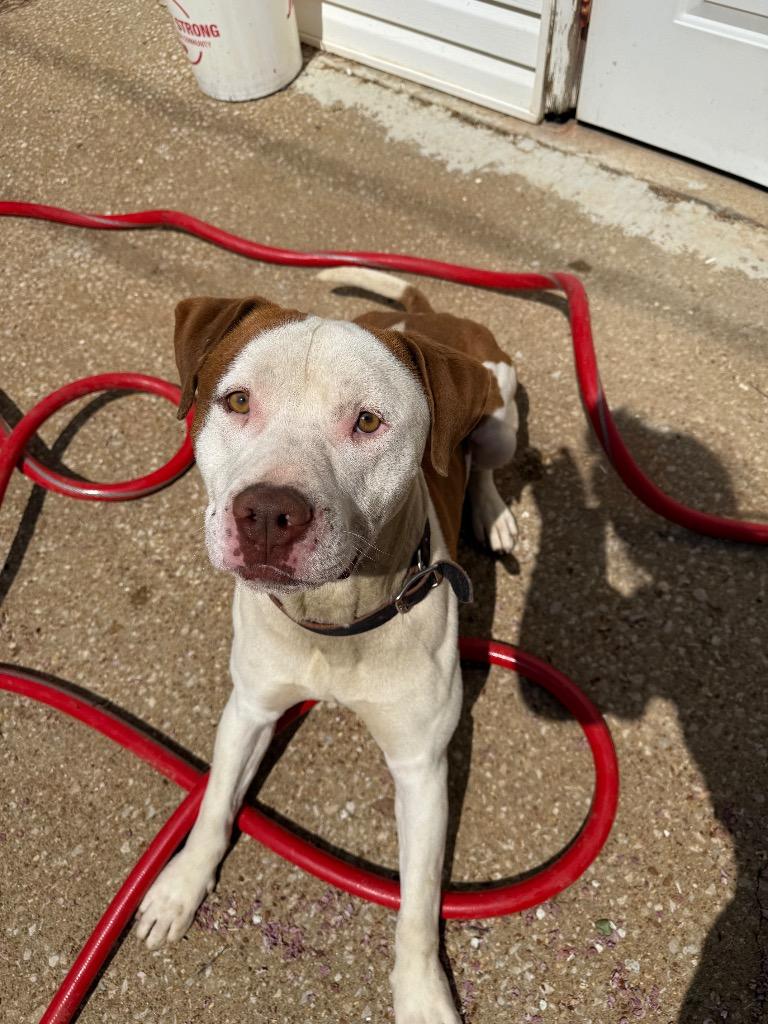 Enlarge Cassidy, a Adoptable Pit Bull Terrier in Lawrenceburg, TN image 6/6