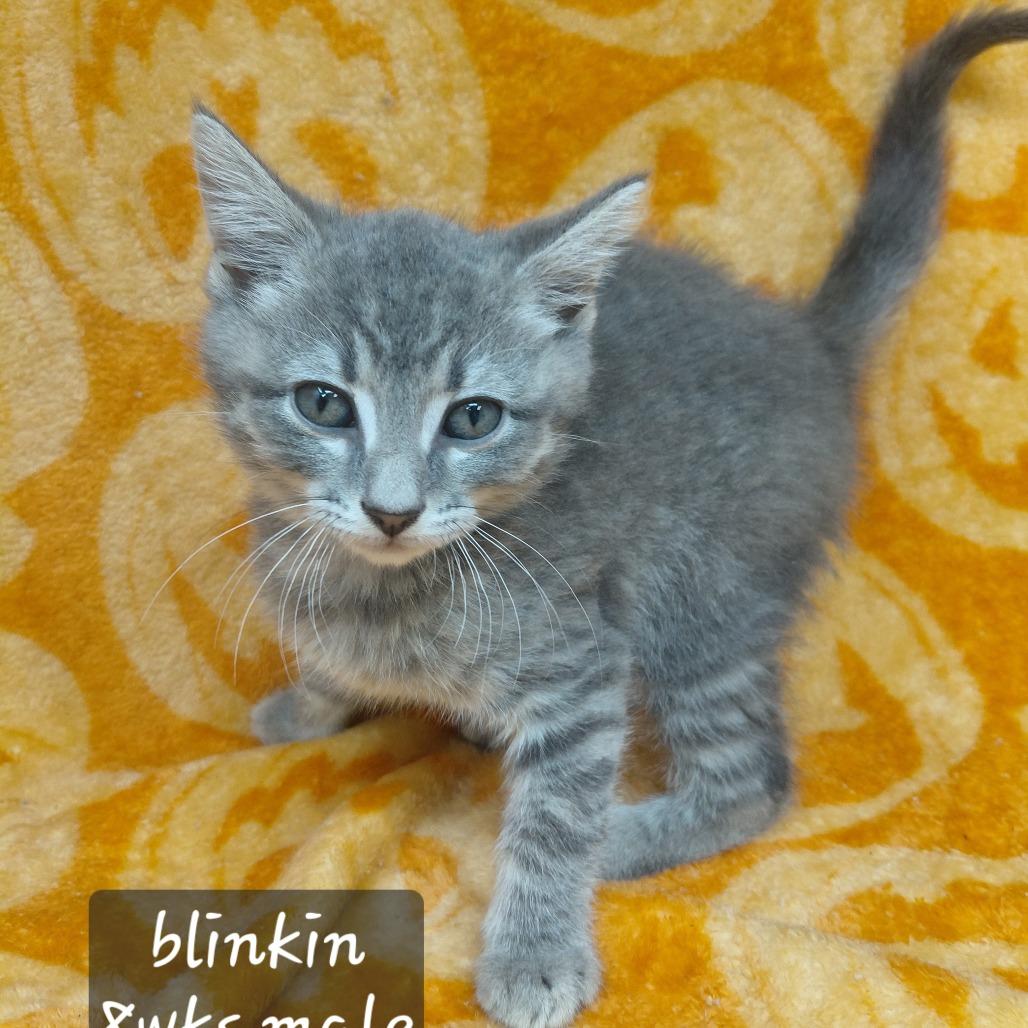 Enlarge Blinkin, a Adoptable Domestic Short Hair in New Tazewell, TN image 1/1