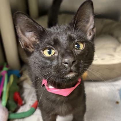 Enlarge Ginny, an adopted Domestic Short Hair in North Myrtle Beach, SC image 3/5