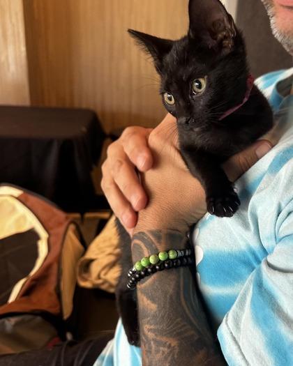 Enlarge Ginny, an adopted Domestic Short Hair in North Myrtle Beach, SC image 5/5