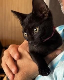 Enlarge Ginny, an adopted Domestic Short Hair in North Myrtle Beach, SC image 4/5