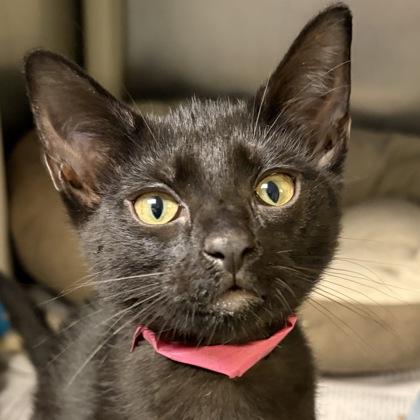 Enlarge Ginny, an adopted Domestic Short Hair in North Myrtle Beach, SC image 2/5