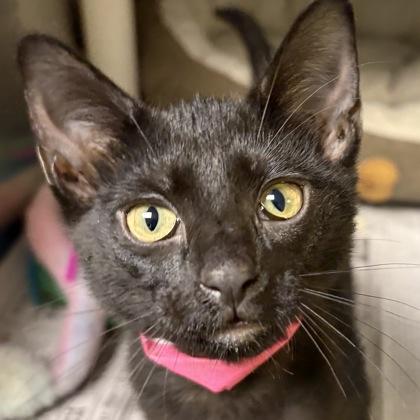 Enlarge Ginny, an adopted Domestic Short Hair in North Myrtle Beach, SC image 1/5