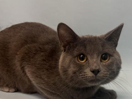 Stormy, Adoptable, Young Male Domestic Short Hair & Domestic Short Hair.