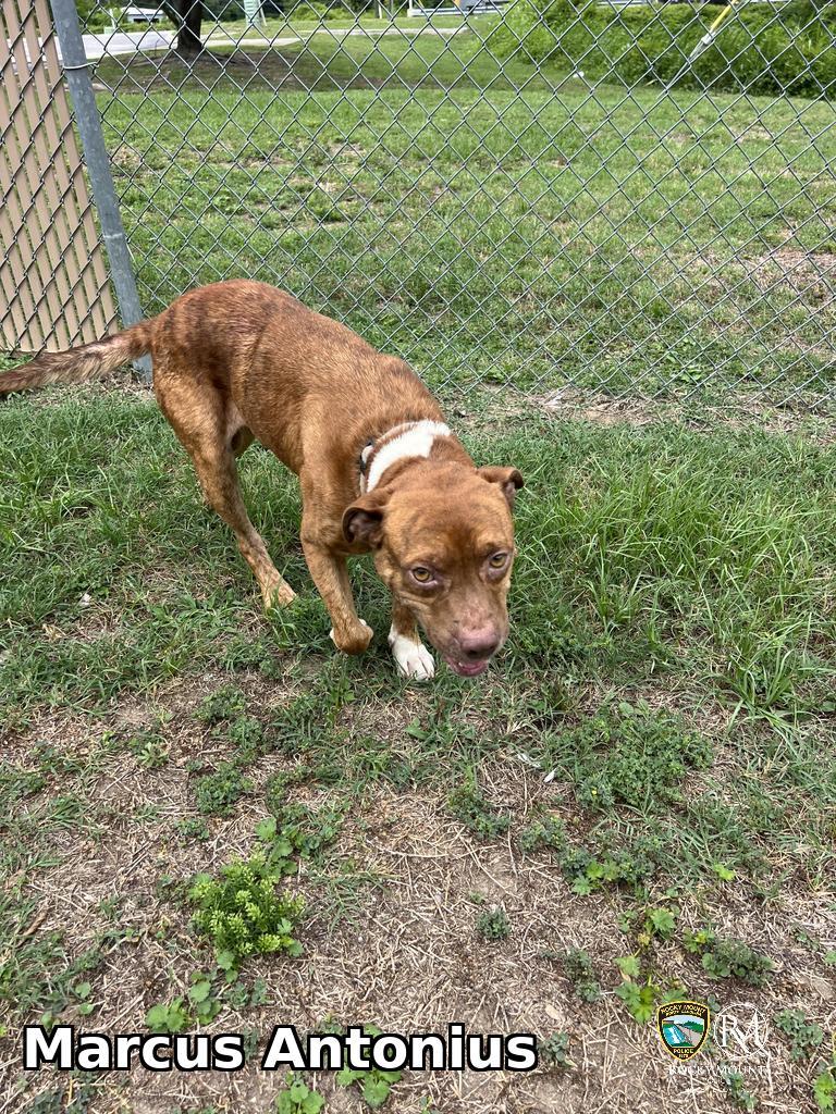 Marcus Antonius, Adoptable, Young Male Pit Bull Terrier.