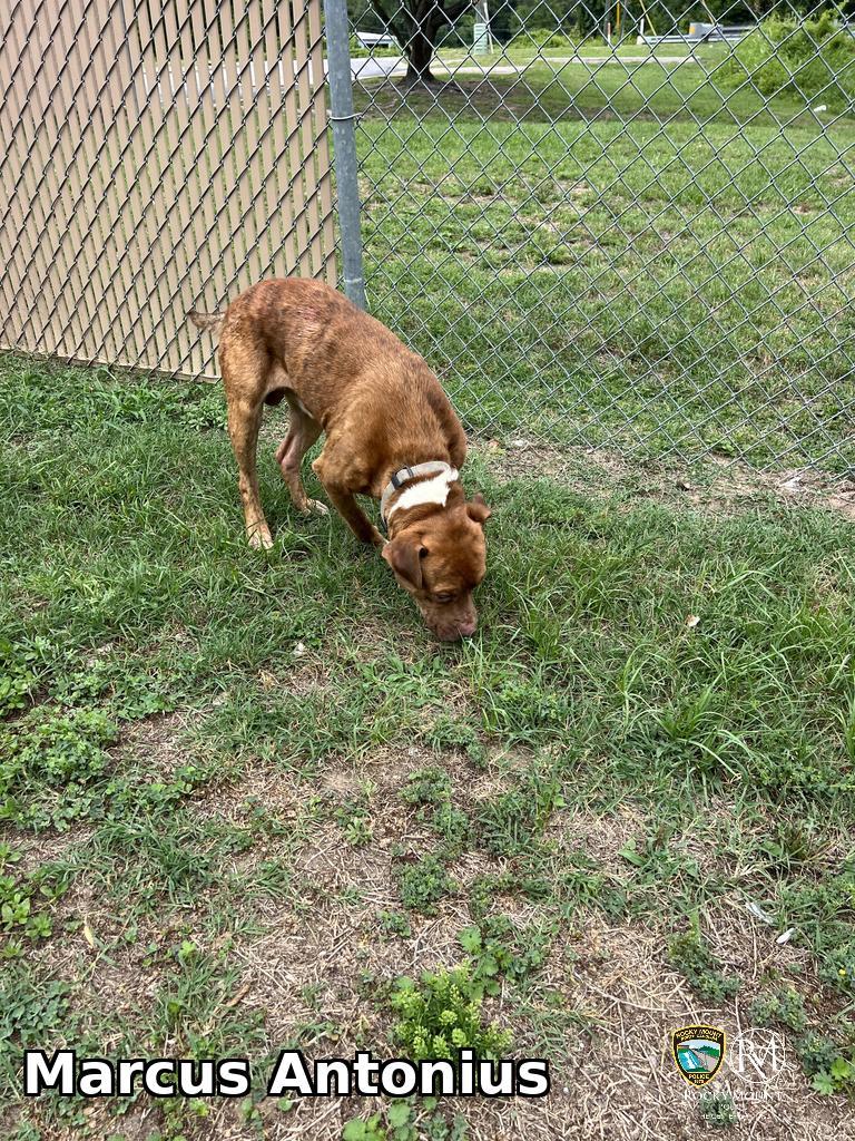 Enlarge Marcus Antonius, a Adoptable Pit Bull Terrier in Rocky Mount, NC image 2/3