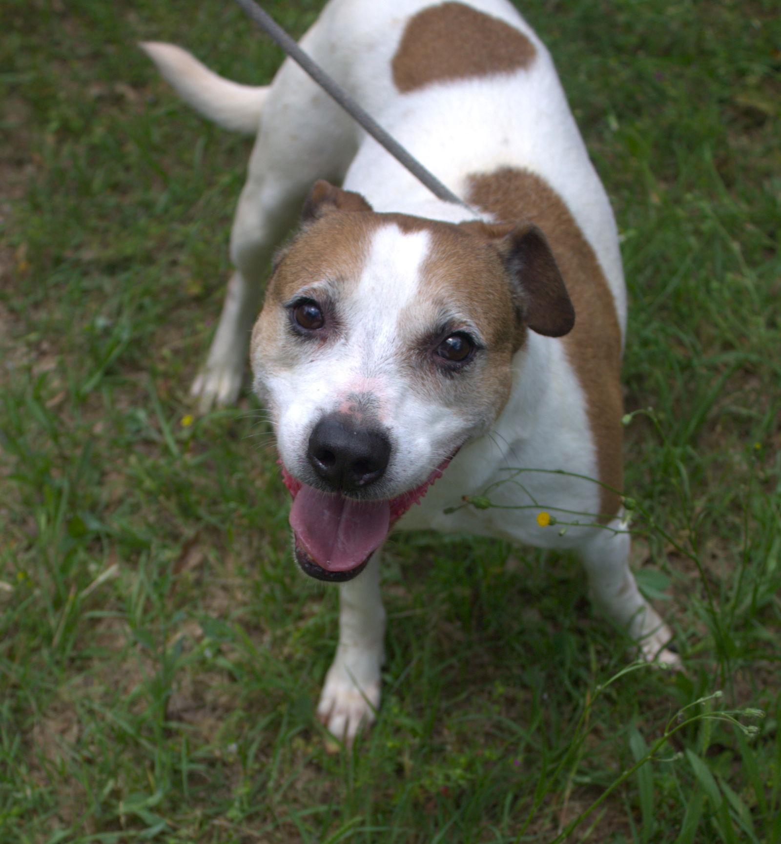 Dempsey — thumbnail 2