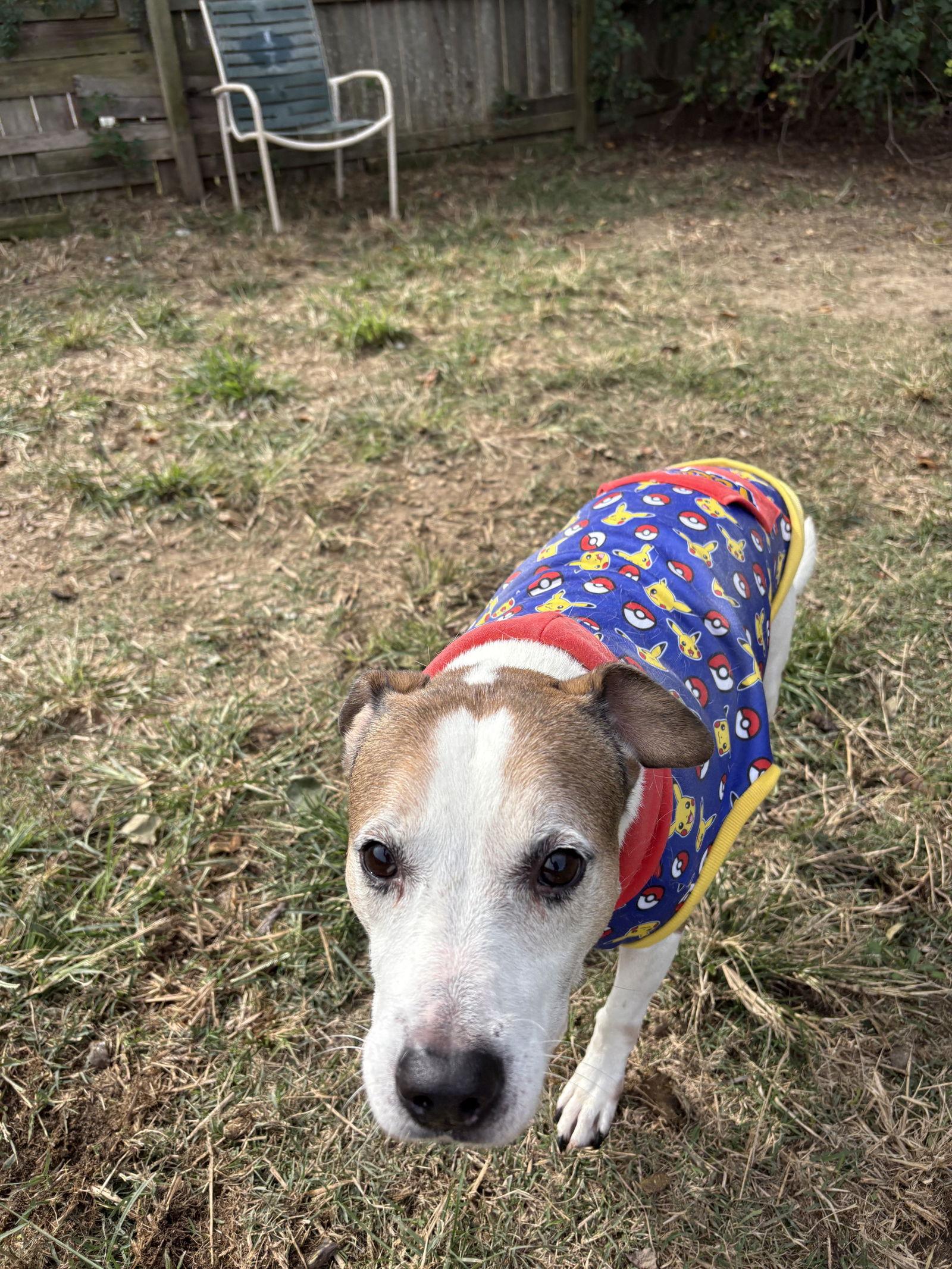 Dempsey — thumbnail 3