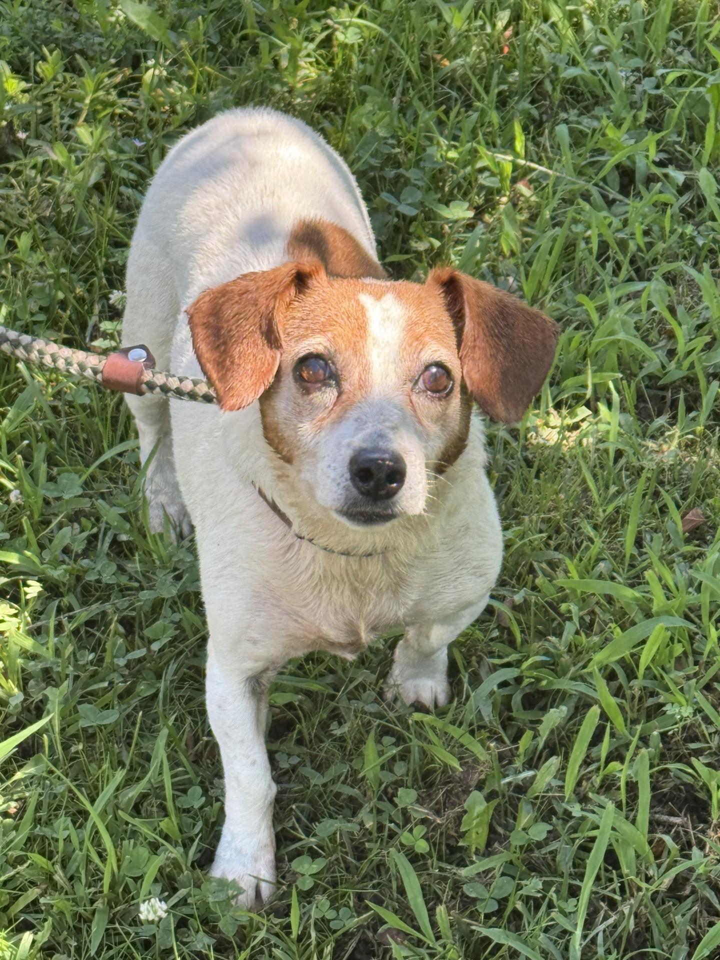 Delilah, a ADOPTABLE mixed breed in Richmond, VA image 6/6