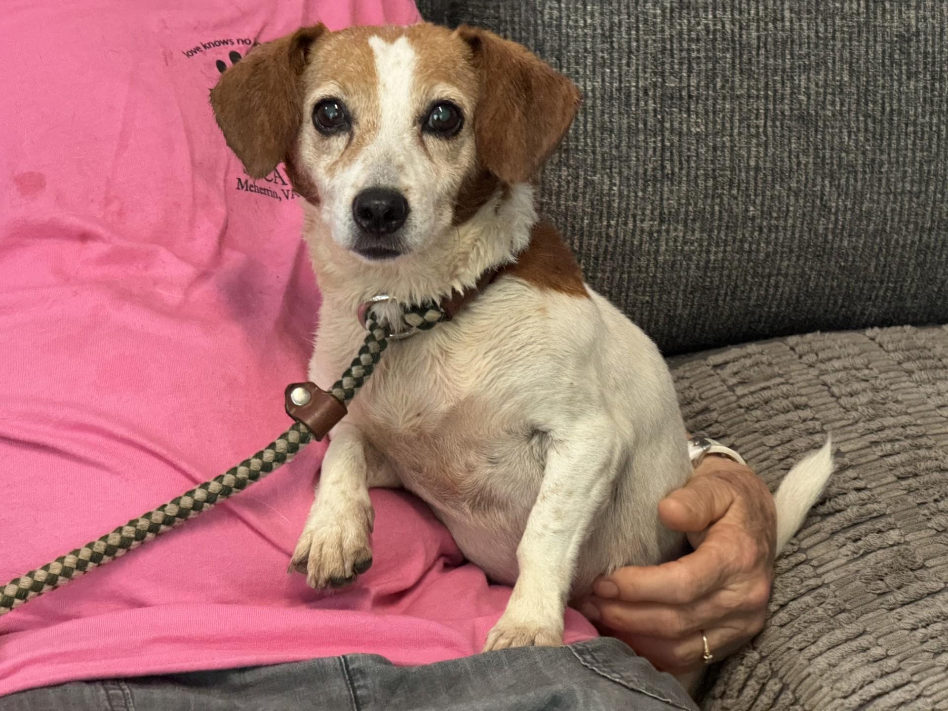 Delilah, a ADOPTABLE mixed breed in Richmond, VA image 4/6