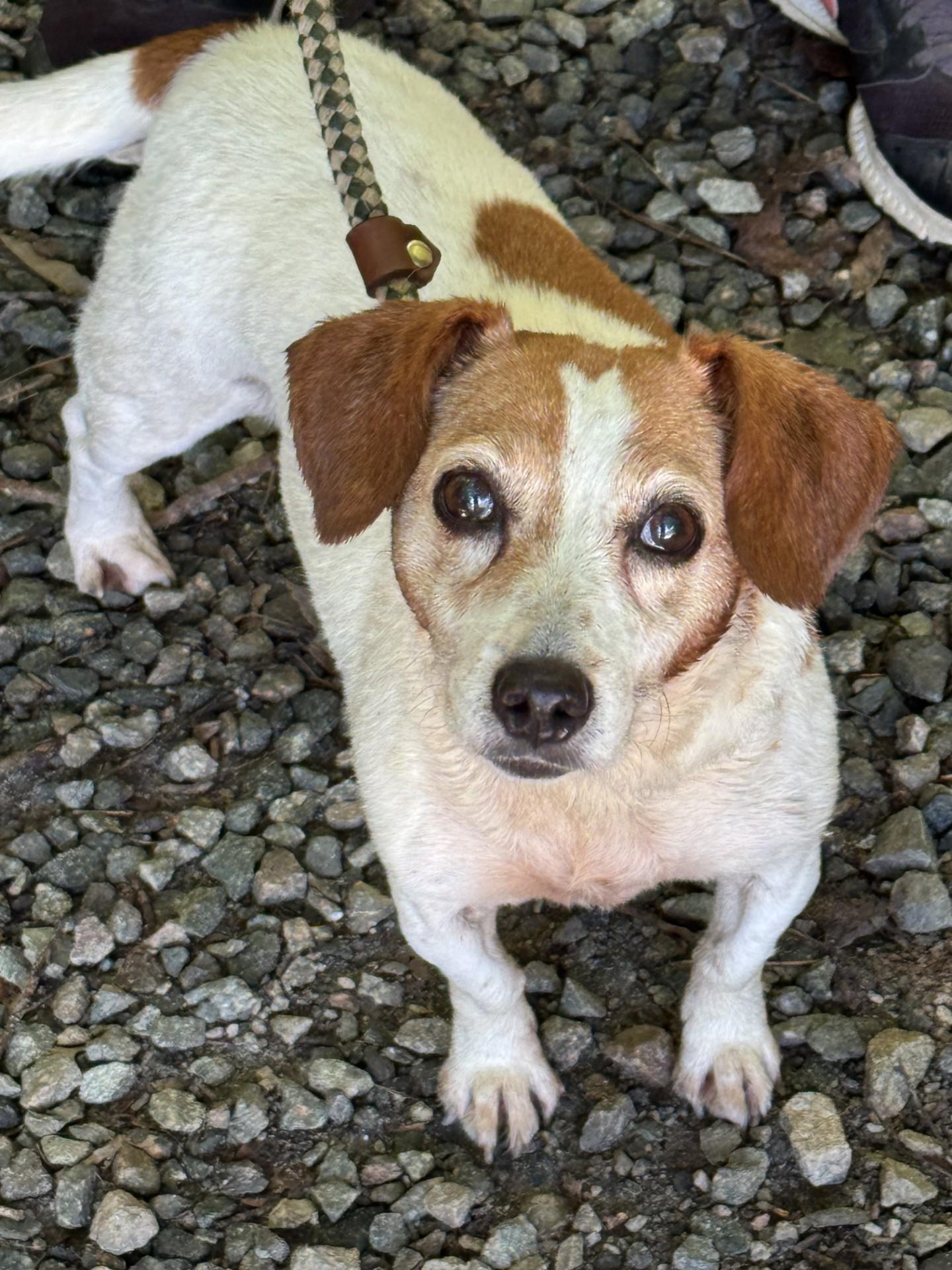 Delilah, a ADOPTABLE mixed breed in Richmond, VA image 5/6