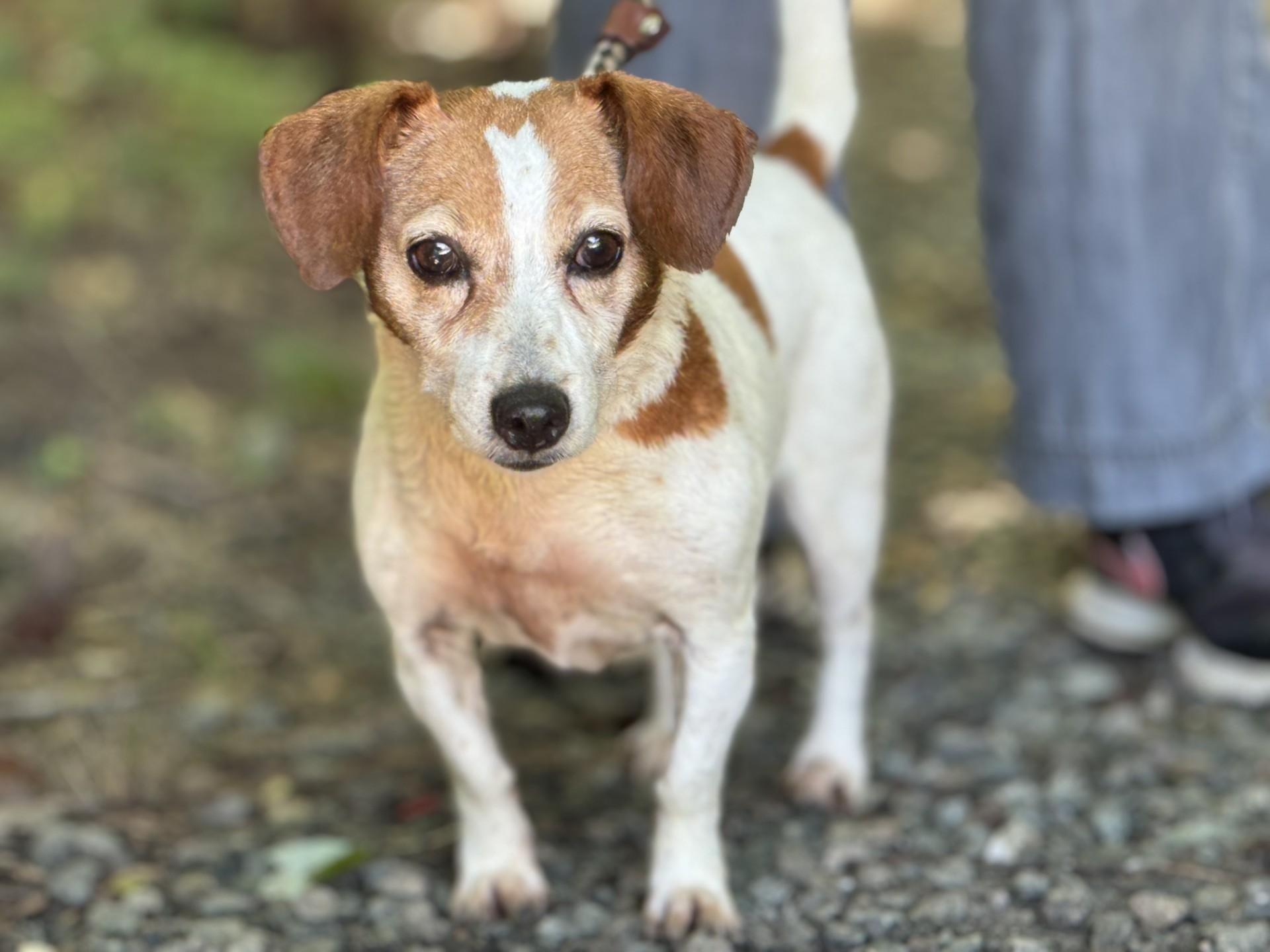 Delilah, ADOPTABLE, Adult Female Jack Russell Terrier.