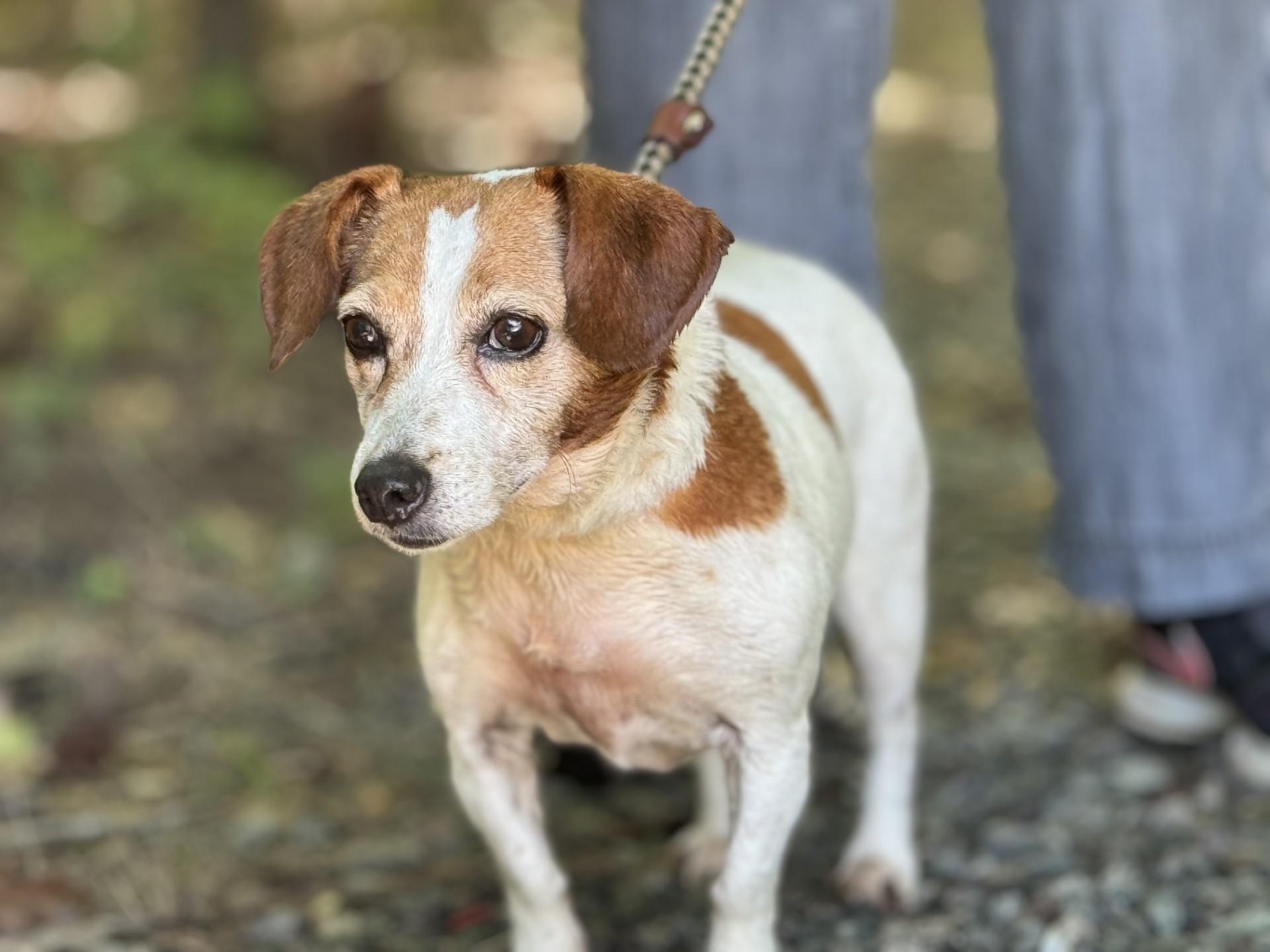 Delilah, a ADOPTABLE mixed breed in Richmond, VA image 2/6