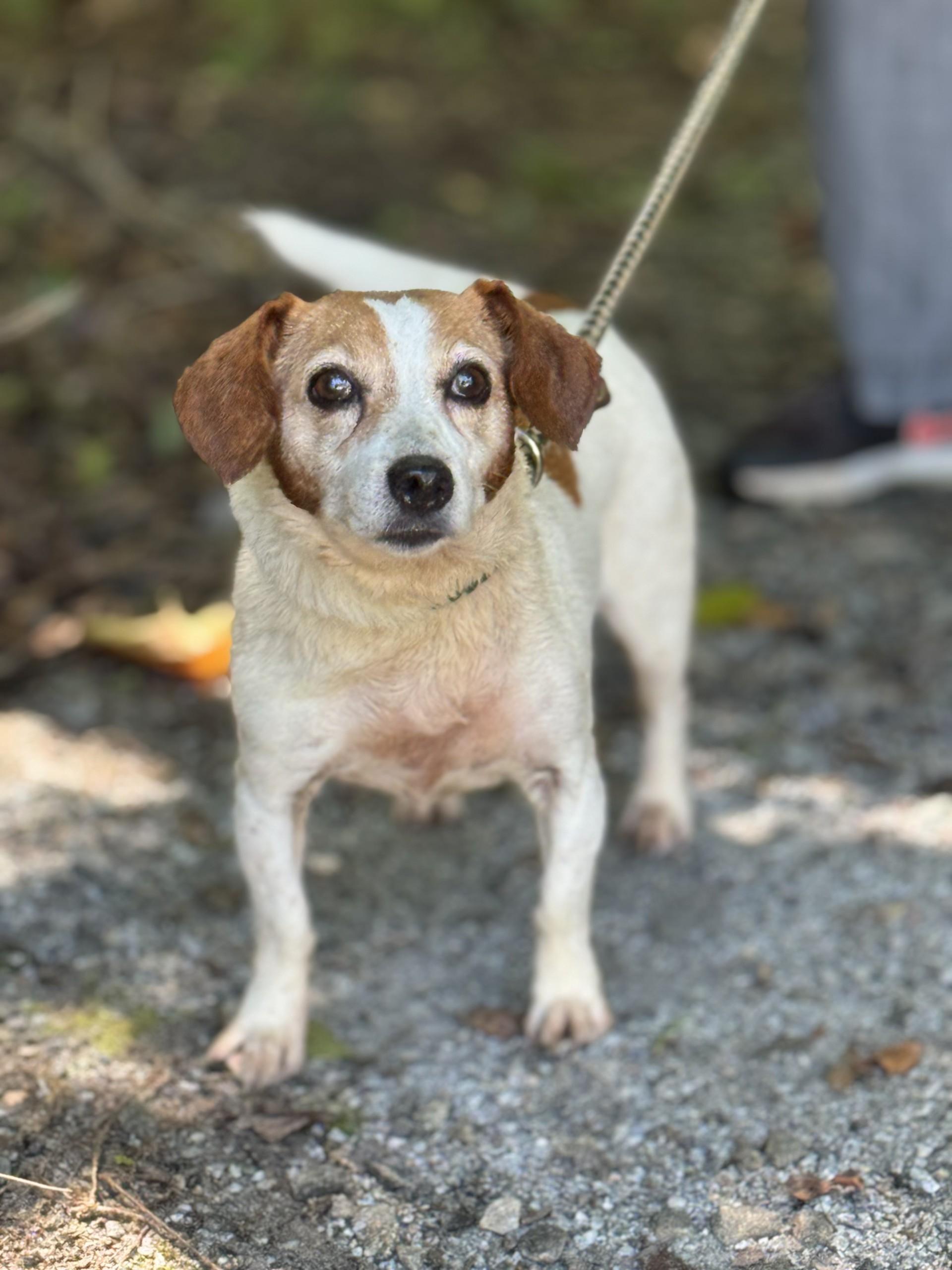 Delilah, a ADOPTABLE mixed breed in Richmond, VA image 3/6