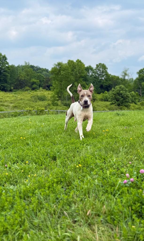 Moby, Adoptable, Adult Male Pointer & Staffordshire Bull Terrier.