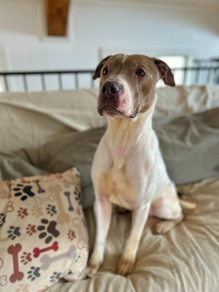 Moby, Adoptable, Adult Male Pointer & Staffordshire Bull Terrier.