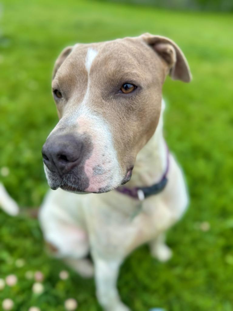 Enlarge Moby, a Adoptable mixed breed in Hudson, NY image 4/6