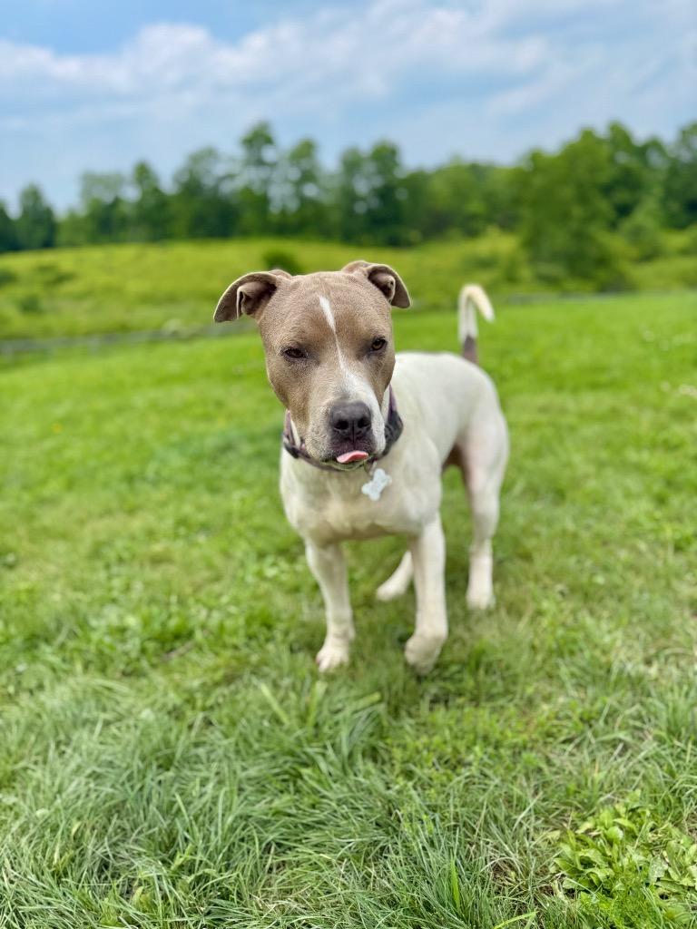 Enlarge Moby, a Adoptable mixed breed in Hudson, NY image 3/6