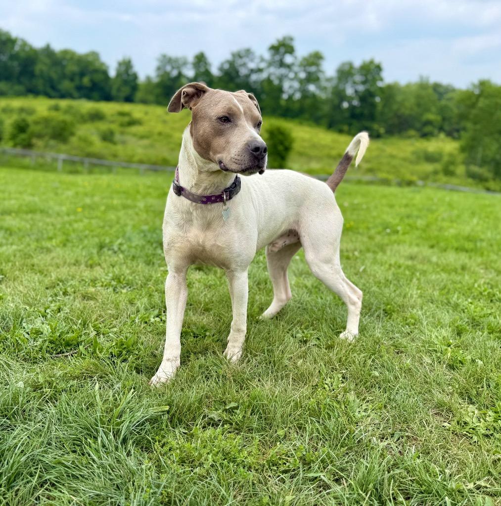 Enlarge Moby, a Adoptable mixed breed in Hudson, NY image 5/6