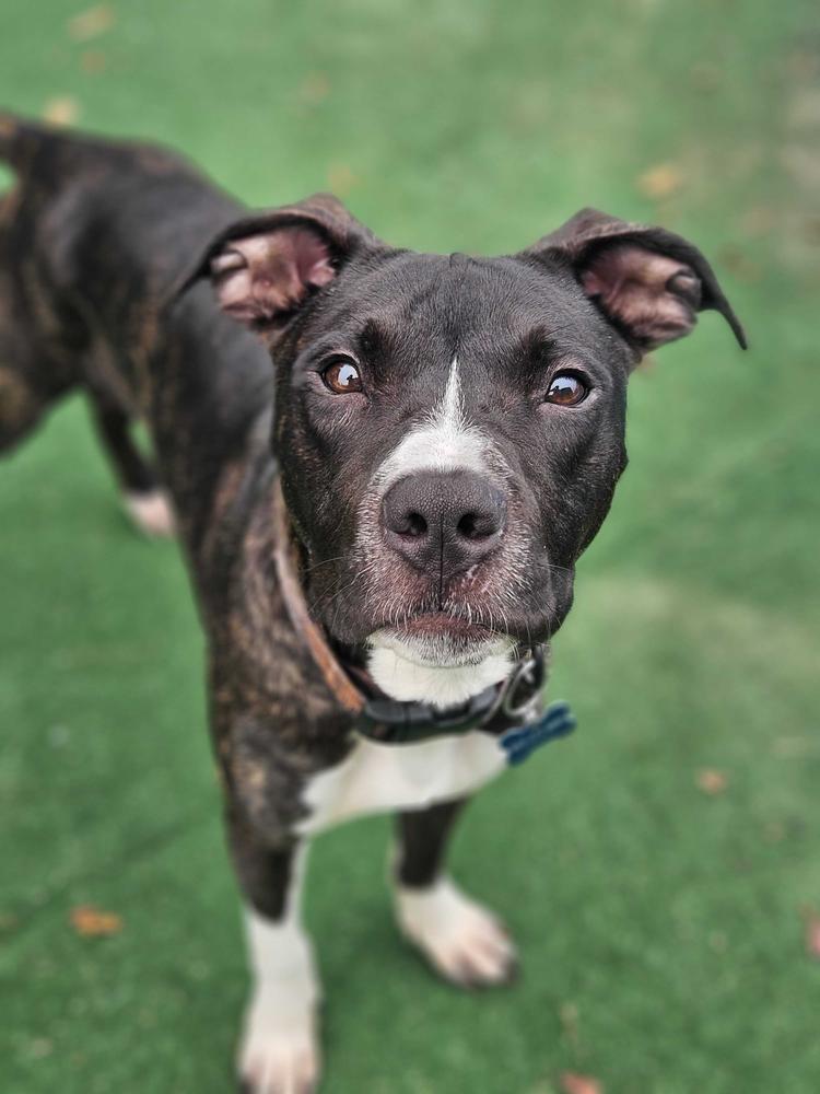 Socks, Adoptable, Puppy Male Boxer & Terrier.