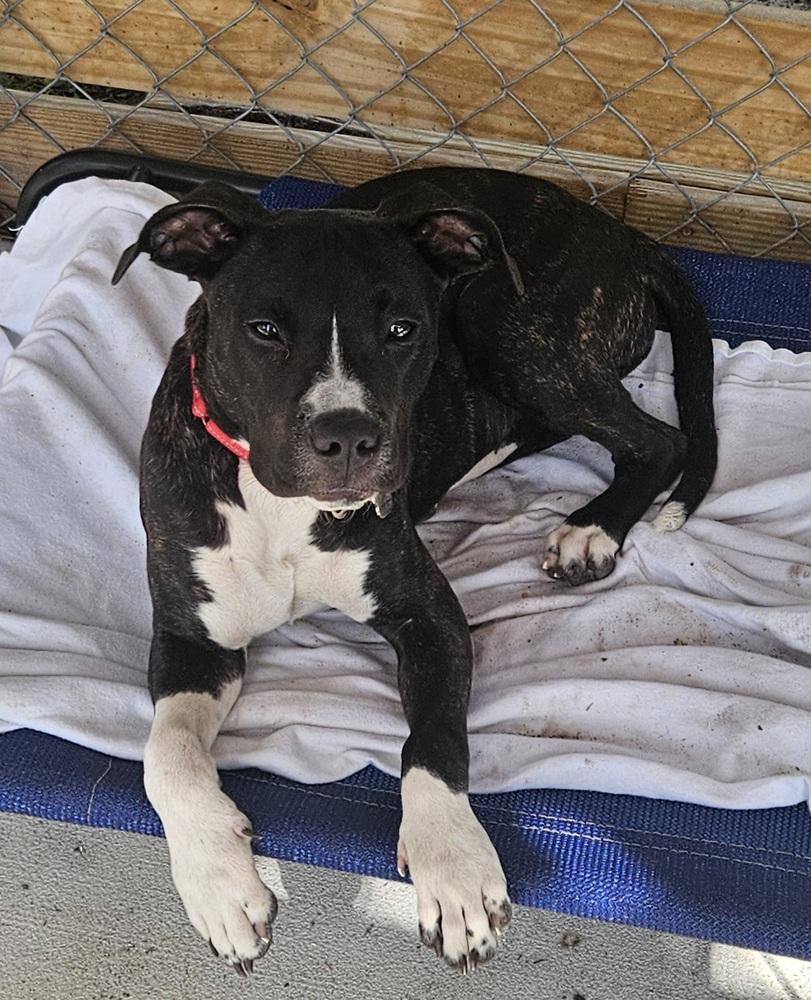 Socks, Adoptable, Puppy Male Boxer & Terrier.