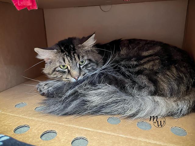 ZEALAND, Adoptable, Senior Male Domestic Short Hair & Domestic Short Hair.