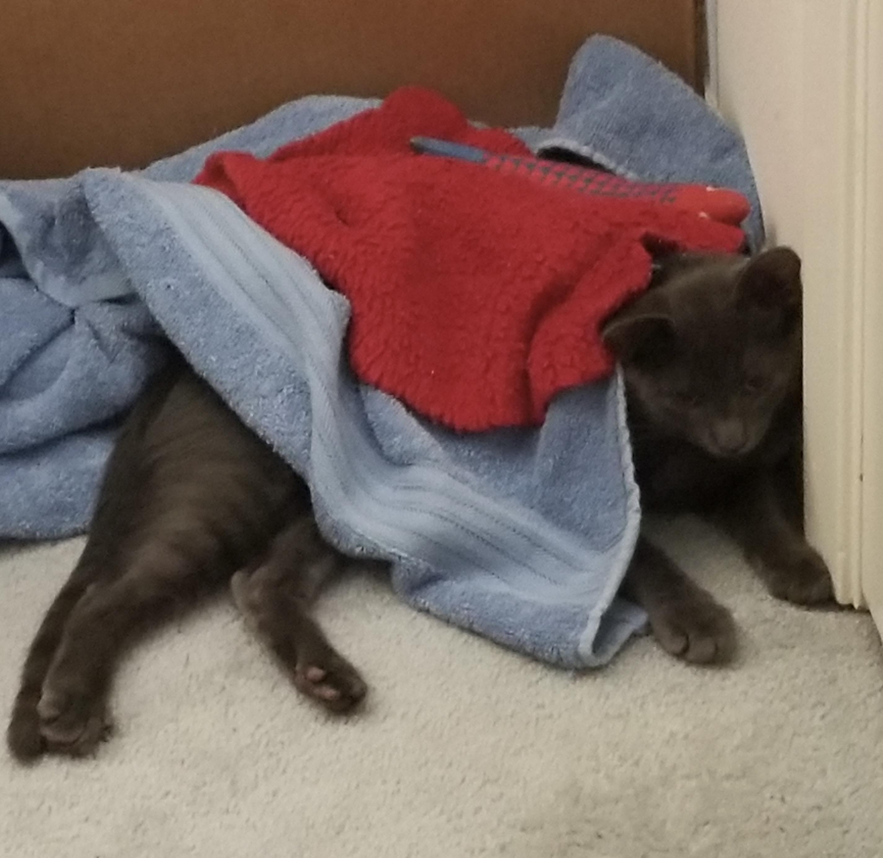 Enlarge KIX, a ADOPTABLE Domestic Short Hair in pensacola, FL image 3/6