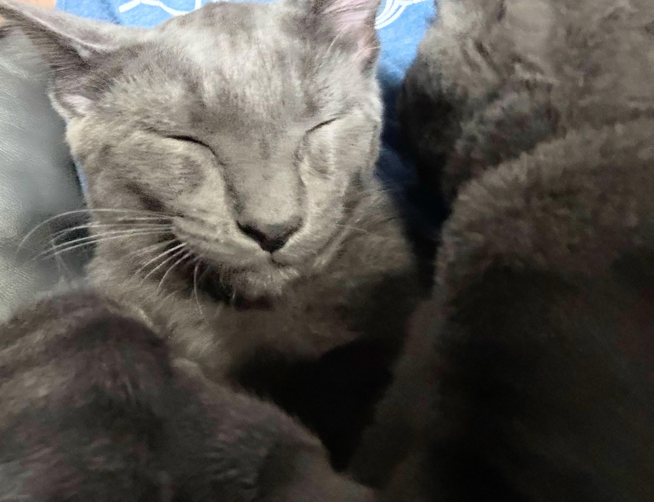 Enlarge KIX, a ADOPTABLE Domestic Short Hair in pensacola, FL image 6/6