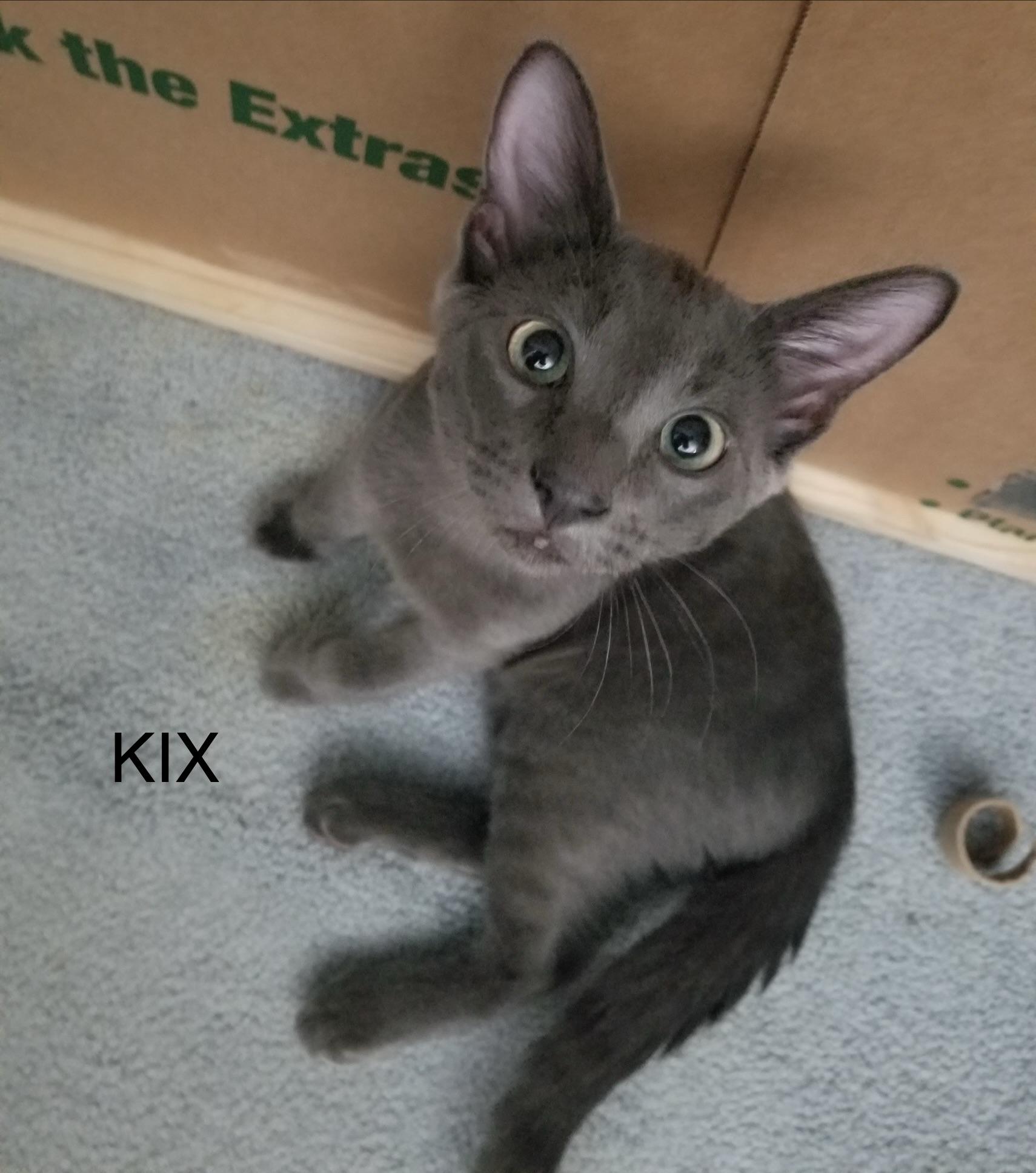 KIX, ADOPTABLE, Kitten Male Domestic Short Hair.