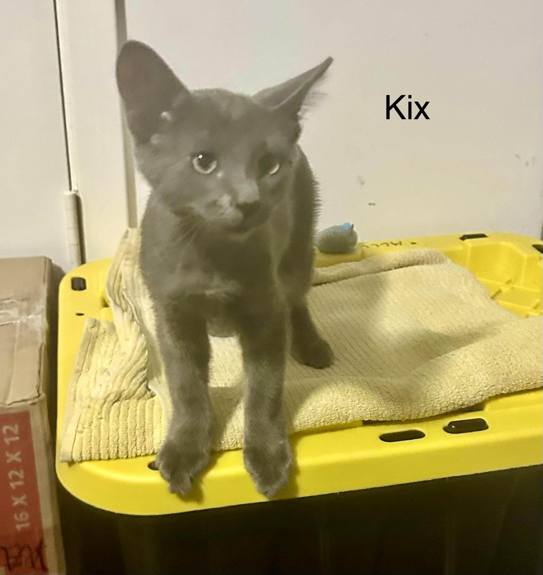 Enlarge KIX, a ADOPTABLE Domestic Short Hair in pensacola, FL image 2/6