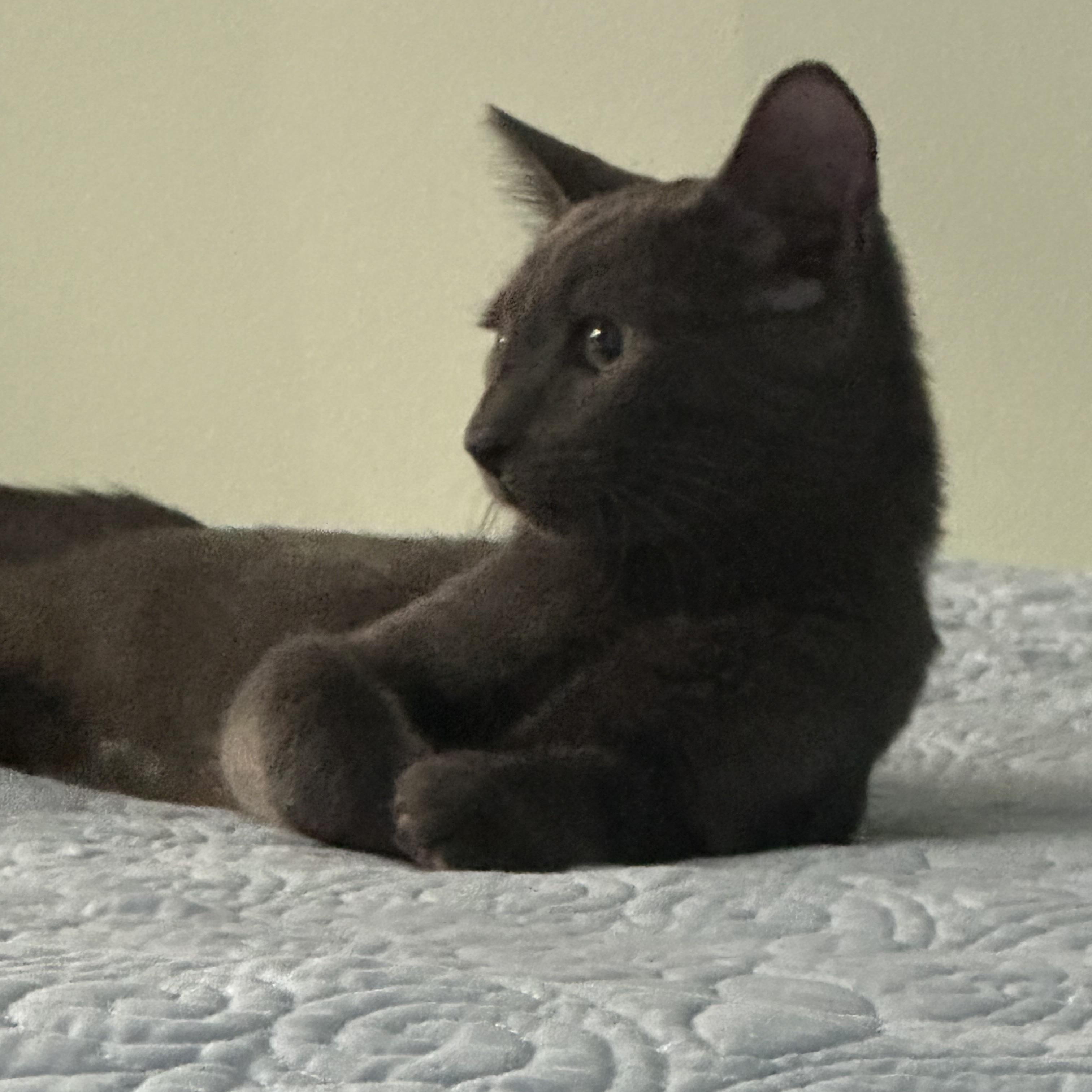 Enlarge KIX, a ADOPTABLE Domestic Short Hair in pensacola, FL image 5/6