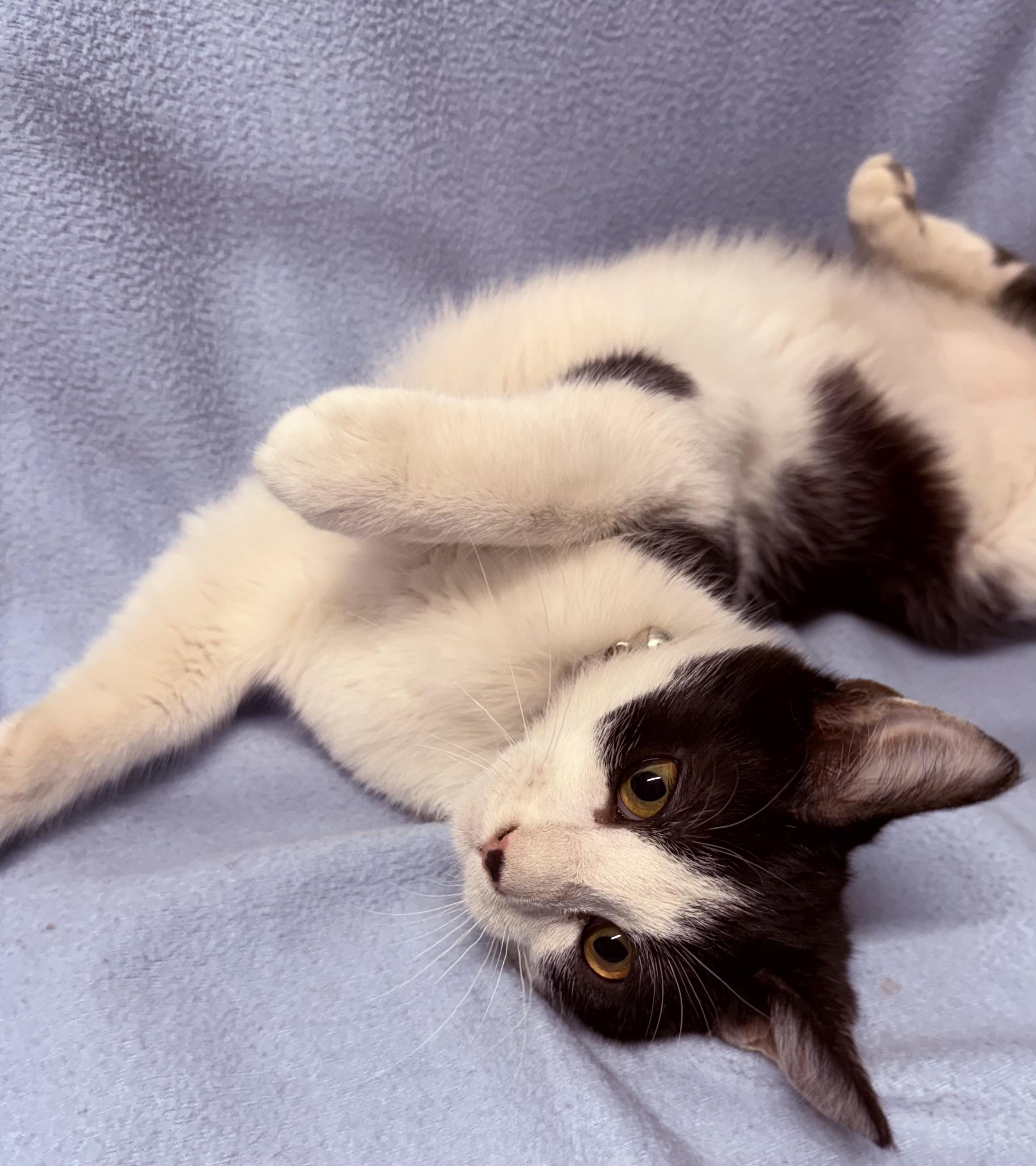 Enlarge Alfred , a ADOPTABLE Domestic Short Hair in Independence, IA image 2/2