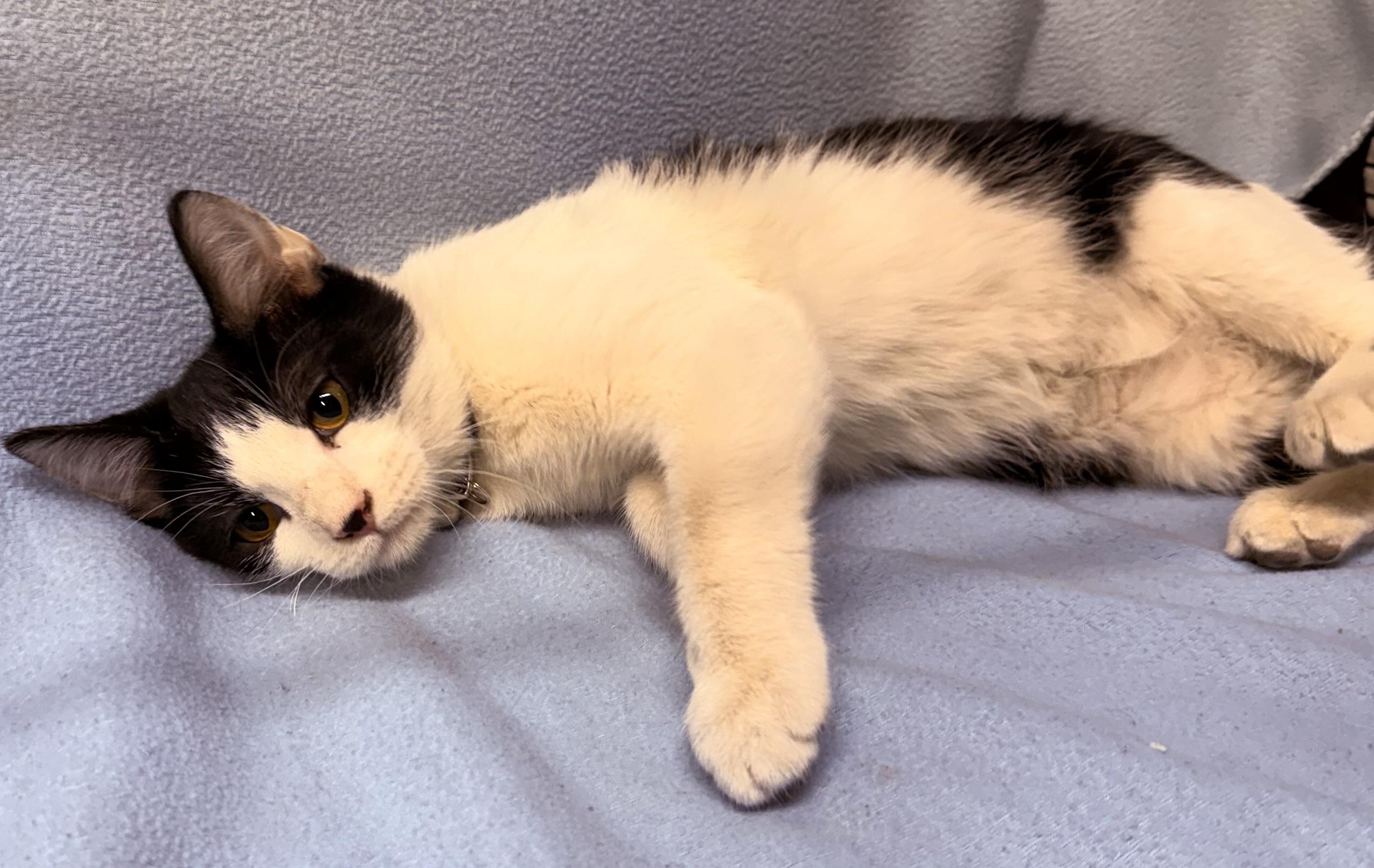 Alfred , ADOPTABLE, Young Male Domestic Short Hair.