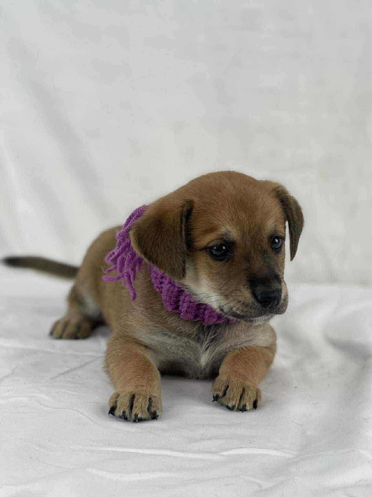 Lilly the Mixed Breed