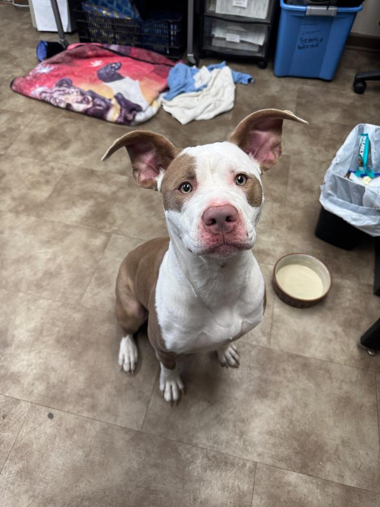 Raelynn/Bella, Adoptable, Young Female Mixed Breed.