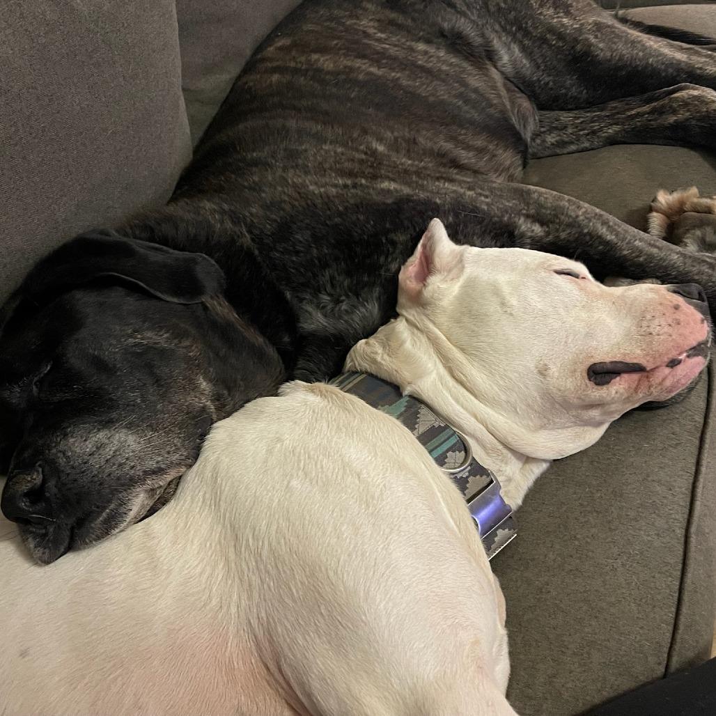 Roo, Adoptable, Adult Male Dogo Argentino.