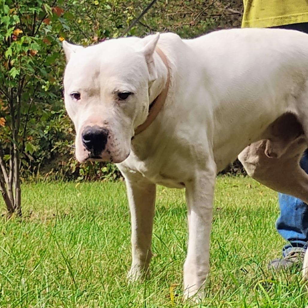 Enlarge Roo, a Adoptable Dogo Argentino in Flintstone, MD image 2/6