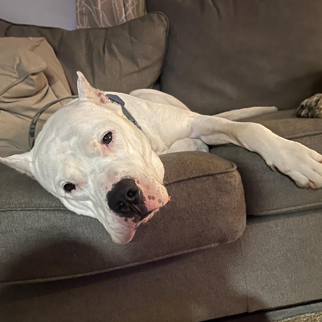 Enlarge Roo, a Adoptable Dogo Argentino in Flintstone, MD image 4/6