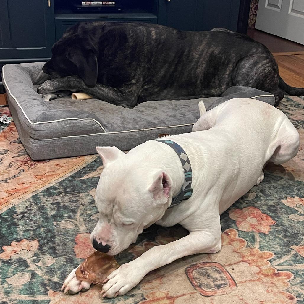 Enlarge Roo, a Adoptable Dogo Argentino in Flintstone, MD image 5/6